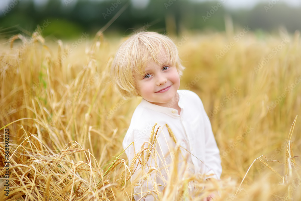 Portrait of cute preschooler boy on gold wheat autumn field. Child wearing white shirt walk in grain-field. Kid in field of rye. Portrait of cute preschooler boy on gold wheat autumn field. Child wearing white shirt walk in grain-field. Kid in field of rye.