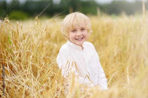 Portrait of cute preschooler boy on gold wheat autumn field. Child wearing white shirt walk in grain-field. Kid in field of rye.