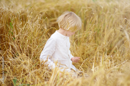 Preschooler boy on gold autumn wheat field. Child wearing white shirt walk in grain-field. Baby in field of rye. Kid exploring nature. Activity for inquisitive children.