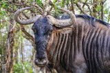 Portrait of a wildebeest antelope at Hluhluwe-iMfolozi National Park, Zululand South Africa
