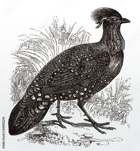 Endangered male western horned tragopan melanocephalus in side view walking in a grassland, after an antique illustration from the 19th century