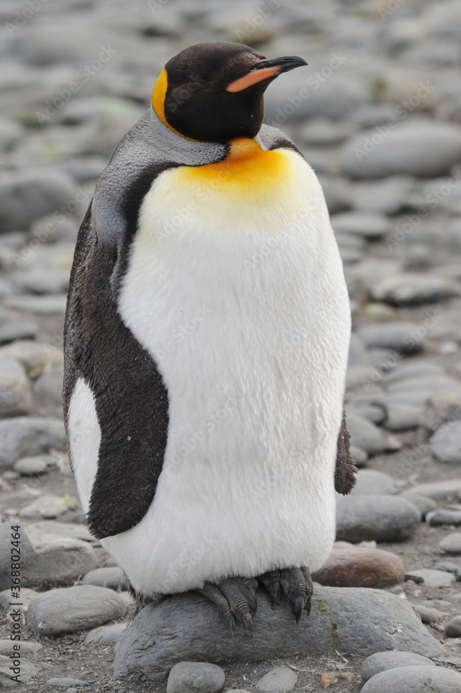 Fototapeta premium The king penguin (Aptenodytes patagonicus) Always regal and majestic