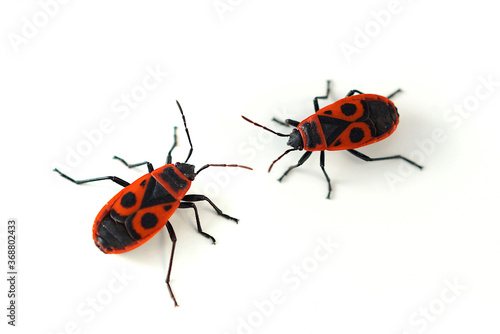 Firebug ( Pyrrhocoris apterus) isolated on white. Close-up of red beetle, two bugs - Pyrrhocoridae insects