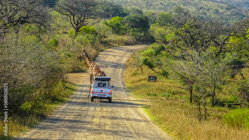 Giraffe crossing the road infront of a car at Hluhluwe-iMfolozi National Park, Zululand South Africa photo