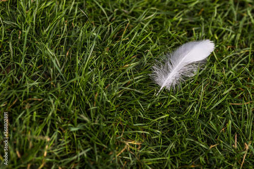 
Horizontal background of green grass with a white swan feather on the right side of the frame with space for text.