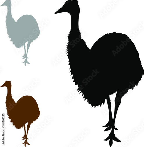 vector illustration of an emu