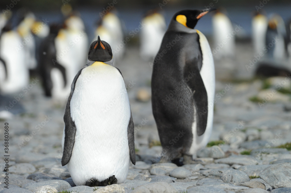 Fototapeta premium The king penguin (Aptenodytes patagonicus) Always regal and majestic