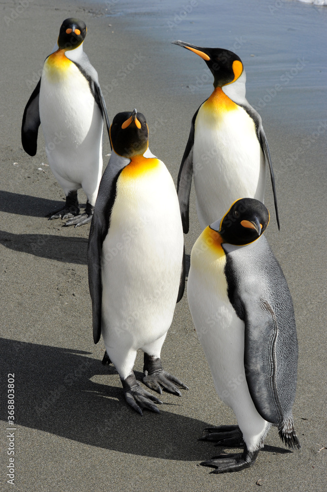 Fototapeta premium The king penguin (Aptenodytes patagonicus) Always regal and majestic