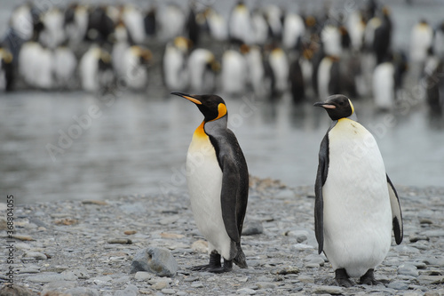 The king penguin (Aptenodytes patagonicus) Always regal and majestic