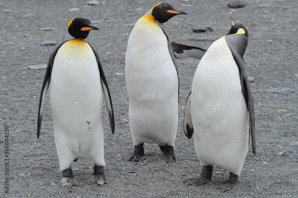 Fototapeta premium The king penguin (Aptenodytes patagonicus) Always regal and majestic