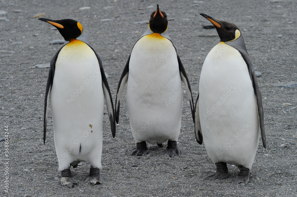 Fototapeta premium The king penguin (Aptenodytes patagonicus) Always regal and majestic