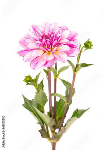 Dahlia flower. Pink Dahlia flower with green leaves, isolated on white background, with clipping path.