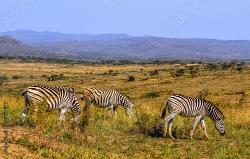 Three zebra and landscape at Hluhluwe-iMfolozi National Park  Zululand South Africa