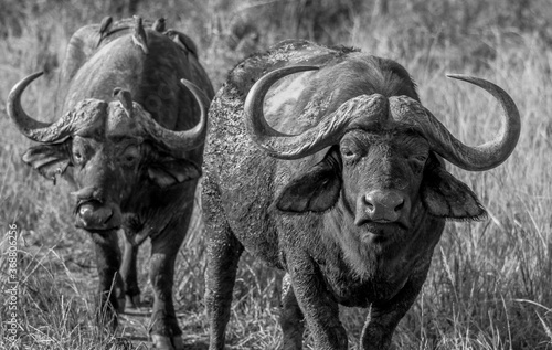 Black and white photography: Two african buffaloes approaching at Hluhluwe-iMfolozi National Park, Zululand South Africa photo