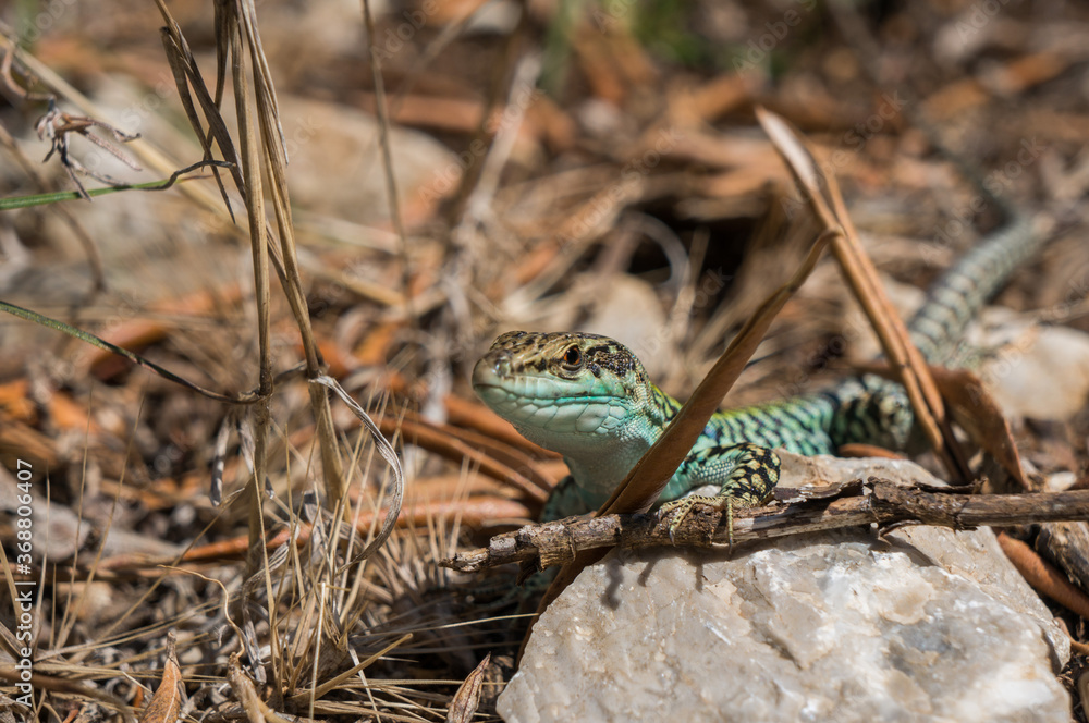The lizard Lacerta viridis sits on a stone under the sun on a green background. Detailed image of a colorful lizard. The lizard Lacerta viridis sits on a stone under the sun on a green background. Detailed image of a colorful lizard.