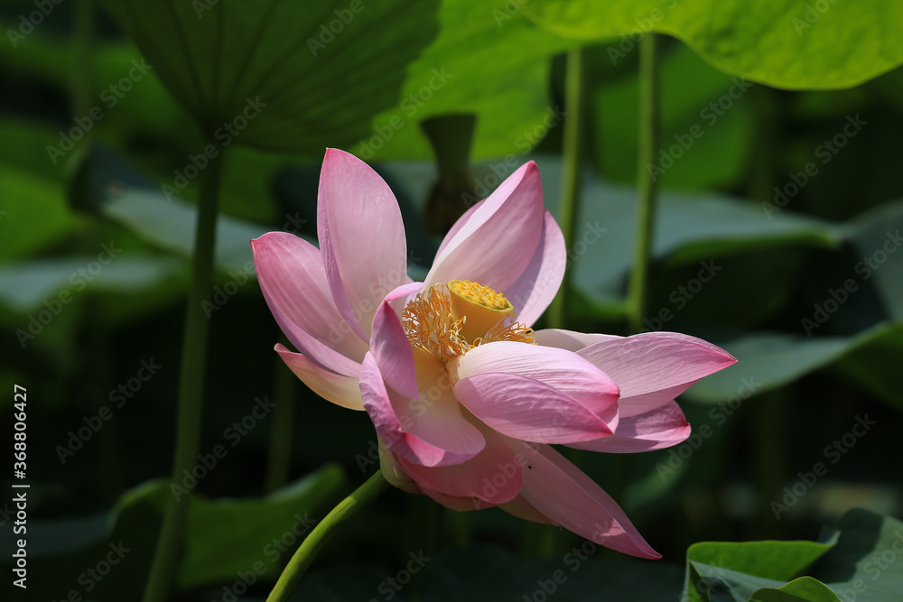 Blooming Lotus in the pond Blooming Lotus in the pond