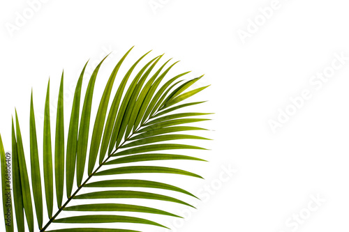 leaves of coconut or palm isolated on white background with clipping path for design elements, tropical leaf, summer background
