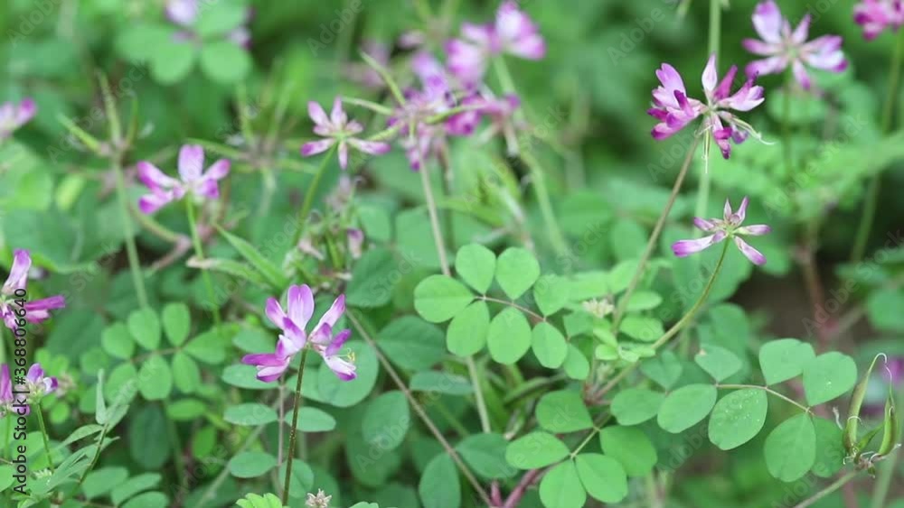 flowers of Chinese milk vetch, or Astragalus sinicus, a species of milkvetch in the family Fabaceae. It is in common use in farming as a green manure flowers of Chinese milk vetch, or Astragalus sinicus, a species of milkvetch in the family Fabaceae. It is in common use in farming as a green manure