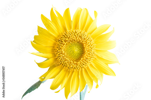Beautiful young sunflower isolated on white background.