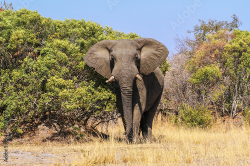 Big african elephant approaching with huge ears at Kruger National Park, South Africa