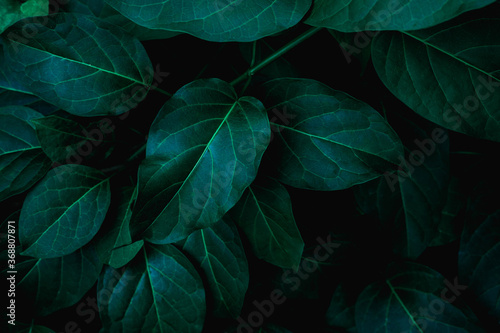closeup nature view of green leaf texture, dark wallpaper concept, nature background, tropical leaf © Nabodin