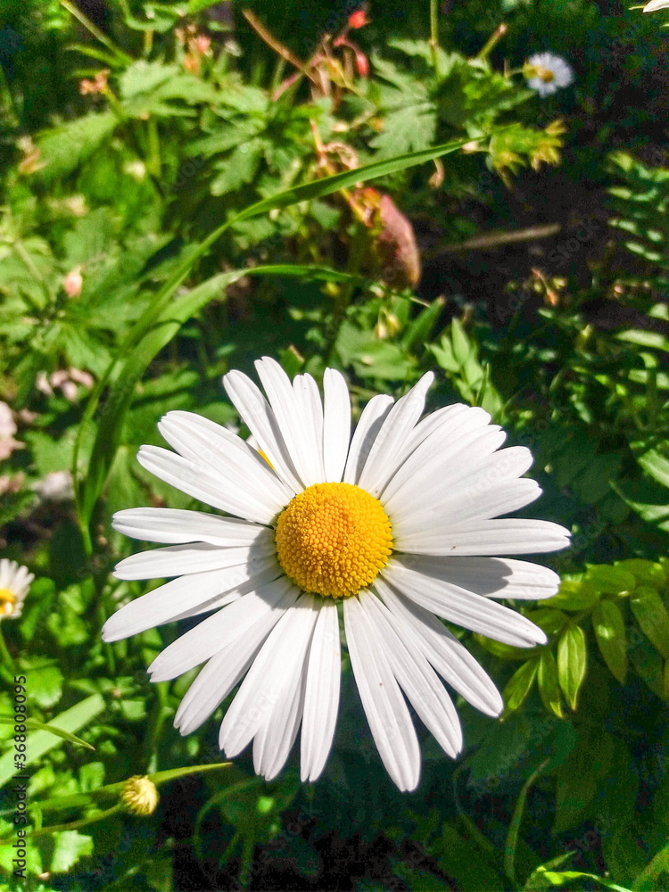 Fototapeta premium A chamomile flower stretches towards the sun on one of the warm days in northern Russia.