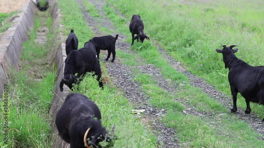 black goats grazing in grass along countryside road in spring time black goats grazing in grass along countryside road in spring time