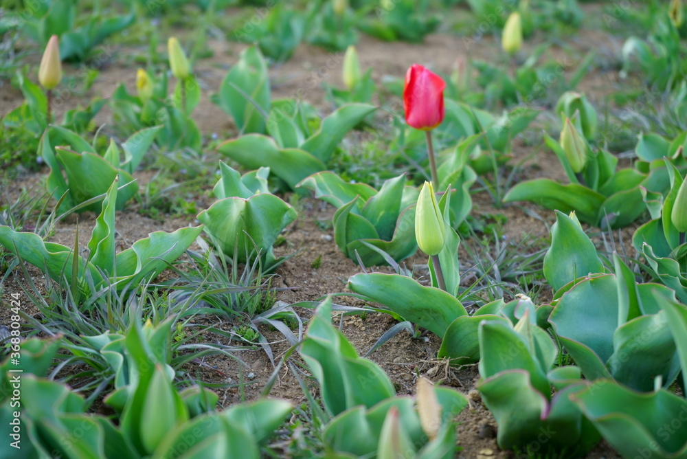 Obraz premium Spring tulip buds and flowers