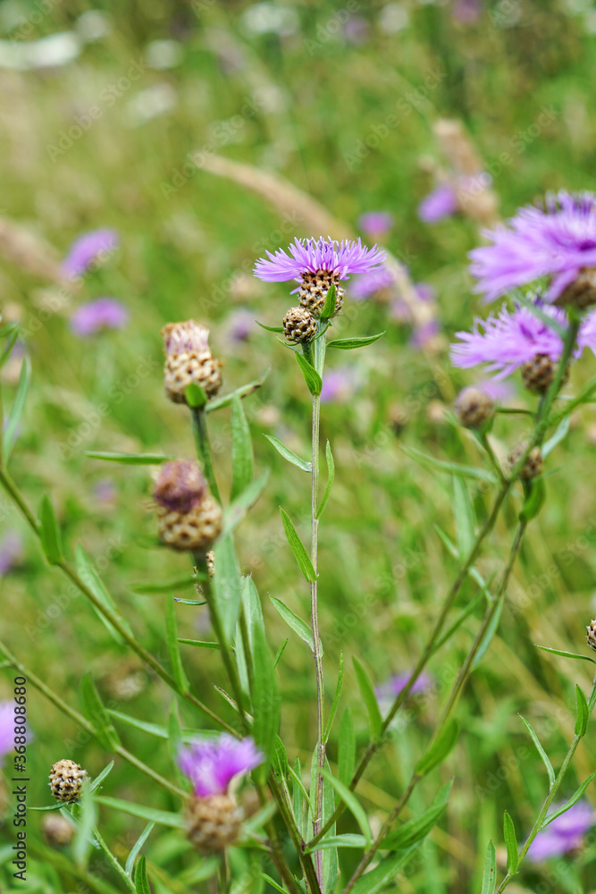 Wiesenblume Wiesenblume
