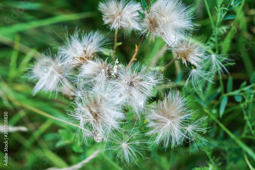 Wiesenblume