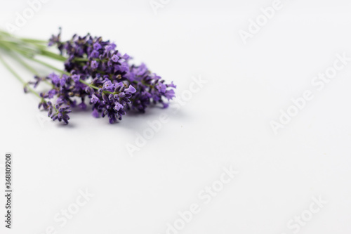 Fototapeta Naklejka Na Ścianę i Meble -  lavender flowers on white background