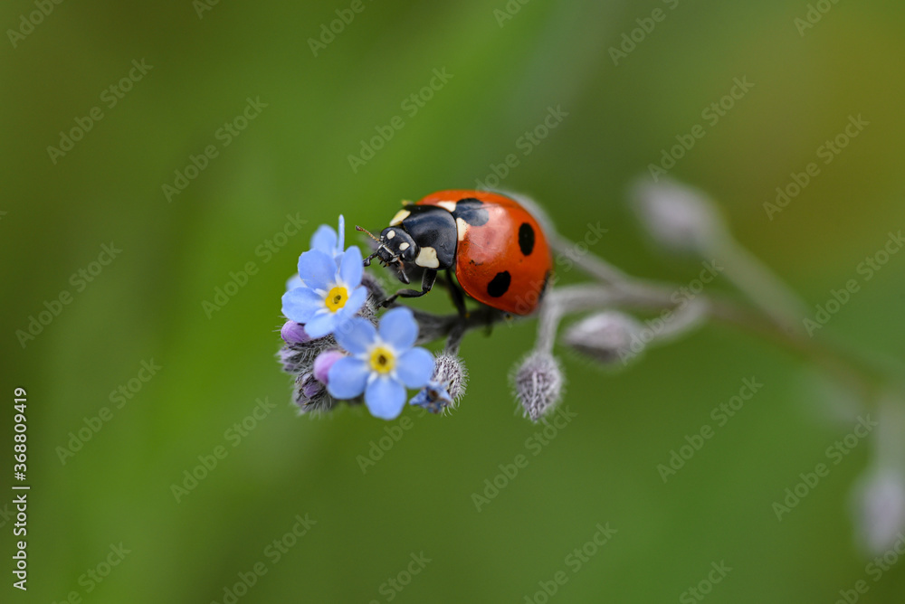 Small red ladybug. Soft and blurry background. Macro photo.. Small red ladybug. Soft and blurry background. Macro photo..