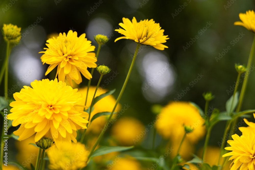 Many yellow flower on blurred bokeh background Many yellow flower on blurred bokeh background