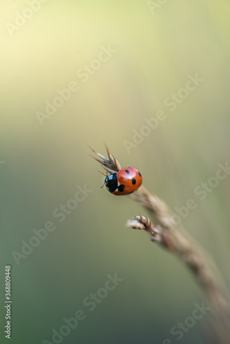 Small red ladybug.  Soft and blurry background. Macro photo..