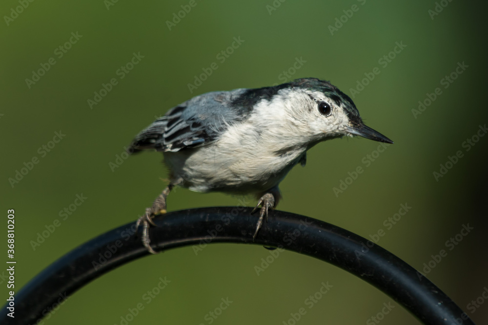 Naklejka premium blue tit on a branch