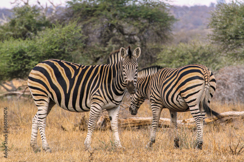 Two zebras (one looking to camera) at Kruger National Park, South Africa