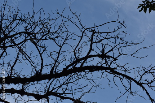 old tree branch and blue sky
