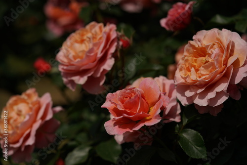 Light Pink Flower of Rose 'Umilo' in Full Bloom 