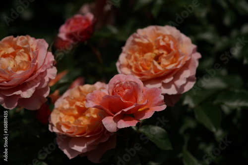 Light Pink Flower of Rose 'Umilo' in Full Bloom
