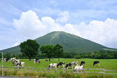 初夏の大山のまきばのみるくの里で放牧された牛