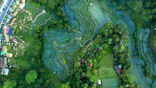 A top view of rice fields in a tropical forest of Asia