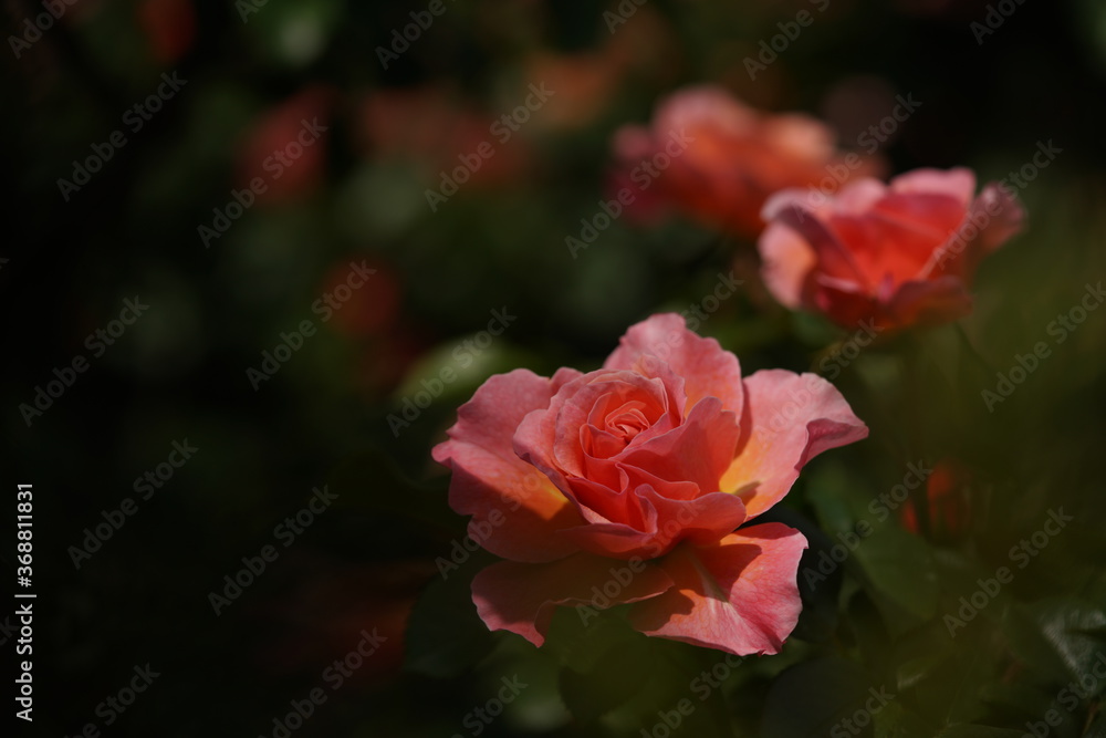 Light Pink Flower of Rose 'Umilo' in Full Bloom
Light Pink Flower of Rose 'Umilo' in Full Bloom