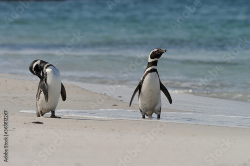 The Magellanic penguin (Spheniscus magellanicus). It is the most numerous of the Spheniscus penguins.
