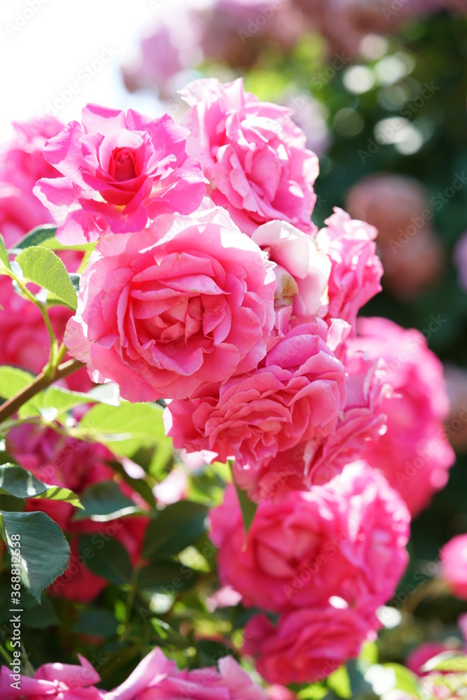 Pink Flower of Rose 'Urara' in Full Bloom
