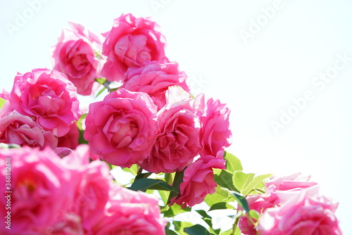 Pink Flower of Rose 'Urara' in Full Bloom  © MasterChefNobu
