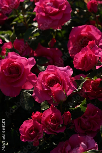 Pink Flower of Rose  Urara  in Full Bloom 