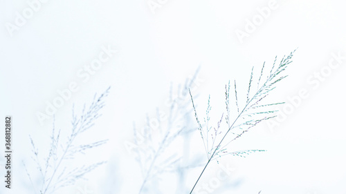 Soft group of dry grass flowers waving and bending in the wind.