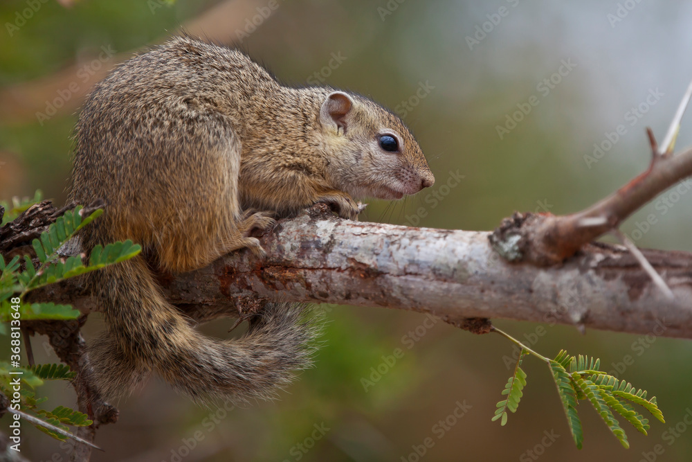 Wild squirrel in the tree Wild squirrel in the tree