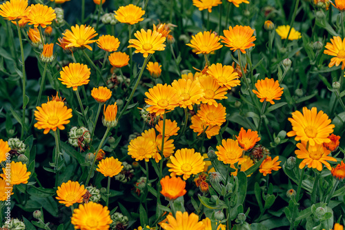 Summer background with growing flowers calendula, marigold