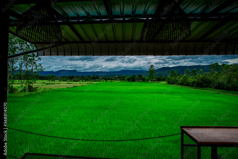 Obraz premium close background of the green rice fields, the seedlings that are growing, are seen in rural areas as the main occupation of rice farmers who grow rice for sale or living.
